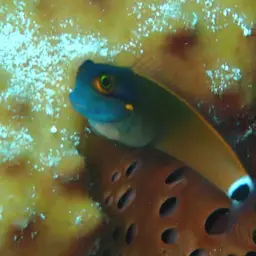 Tail-spot Combtooth Blenny, photo 5