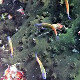 Tail-spot Combtooth Blenny, photo 6
