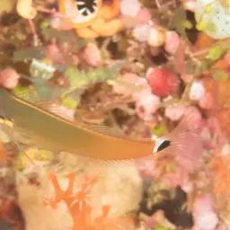Tail-spot Combtooth Blenny, photo 7
