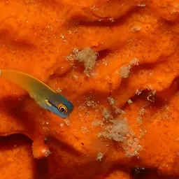 Tail-spot Combtooth Blenny, photo 8