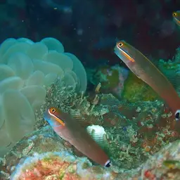 Tail-spot Combtooth Blenny, photo 9