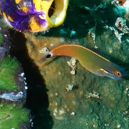 Tail-spot Combtooth Blenny, photo 10