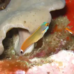 Tail-spot Combtooth Blenny, photo 11