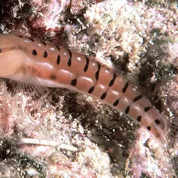 Tiger Blenny