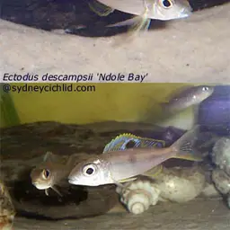 Descamp's Strange-tooth Cichlid