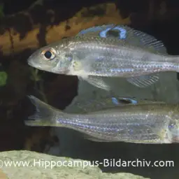 Descamp's Strange-tooth Cichlid, photo 2