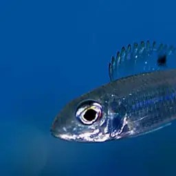 Descamp's Strange-tooth Cichlid, photo 3