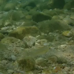 Descamp's Strange-tooth Cichlid, photo 4