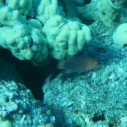 Eight-lined wrasse