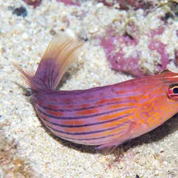 Eight-lined wrasse, photo 2