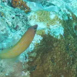 Eight-lined wrasse, photo 3