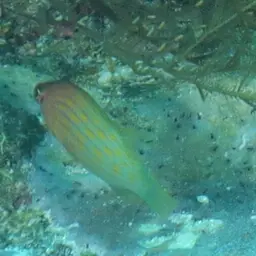 Eight-lined wrasse, photo 4