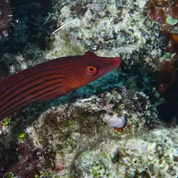 Eight-lined wrasse, photo 5