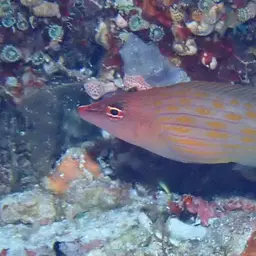 Eight-lined wrasse, photo 6
