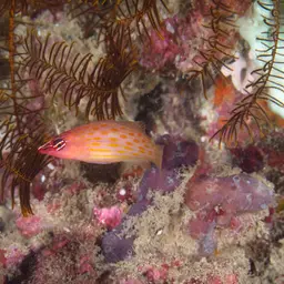 Eight-lined wrasse, photo 7