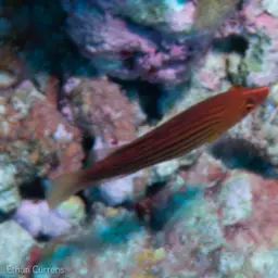 Eight-lined wrasse, photo 8