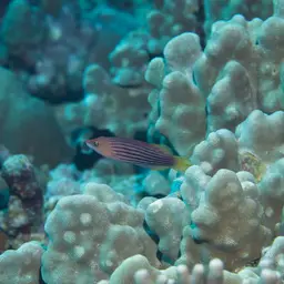 Eight-lined wrasse, photo 9