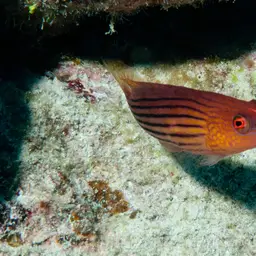 Eight-lined wrasse, photo 10