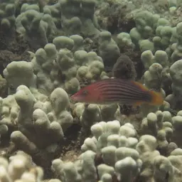 Eight-lined wrasse, photo 11