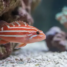 Eight-lined wrasse, photo 12