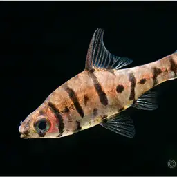 False Eight-banded Barb, photo 1