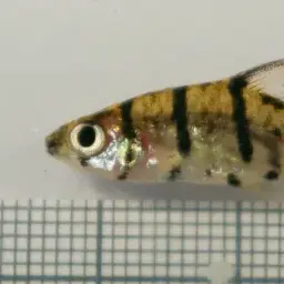 False Eight-banded Barb, photo 2