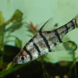 False Eight-banded Barb, photo 1