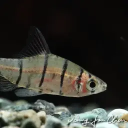 False Eight-banded Barb, photo 2
