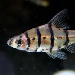 False Eight-banded Barb, photo 3