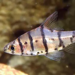False Eight-banded Barb, photo 4