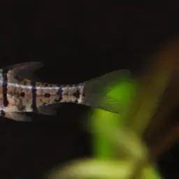 False Eight-banded Barb, photo 5