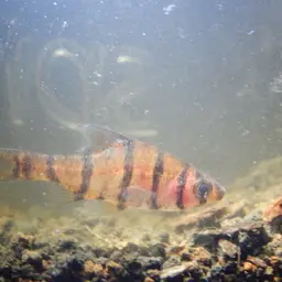 False Eight-banded Barb, photo 6