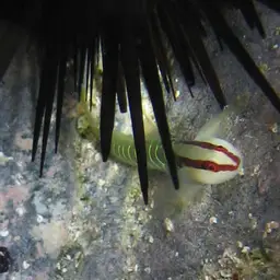 Greenband Goby