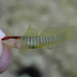 Greenband Goby, photo 2