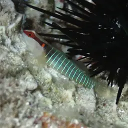 Greenband Goby, photo 3