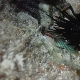 Greenband Goby, photo 4