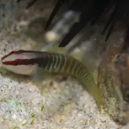 Greenband Goby, photo 5