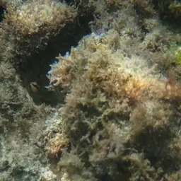 Greenband Goby, photo 6
