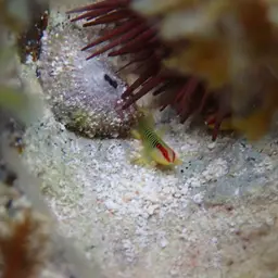 Greenband Goby, photo 7