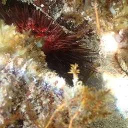 Greenband Goby, photo 8