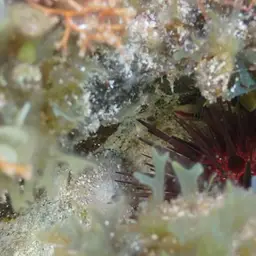 Greenband Goby, photo 9
