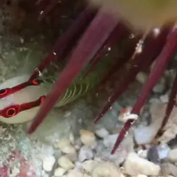 Greenband Goby, photo 10
