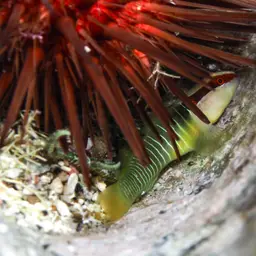 Greenband Goby, photo 11