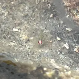 Greenband Goby, photo 12