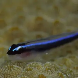 Neon Goby