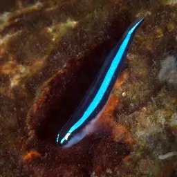 Neon Goby, photo 4
