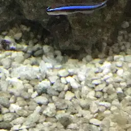 Neon Goby, photo 5