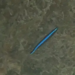 Neon Goby, photo 7