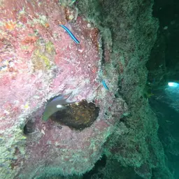 Neon Goby, photo 8