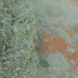 Neon Goby, photo 10